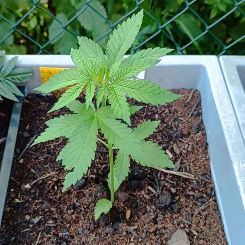 Special Queen #2 growlog timeline photo