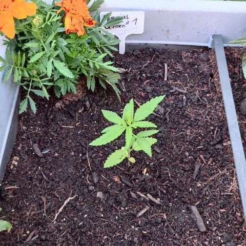 Special Queen #1 growlog timeline photo