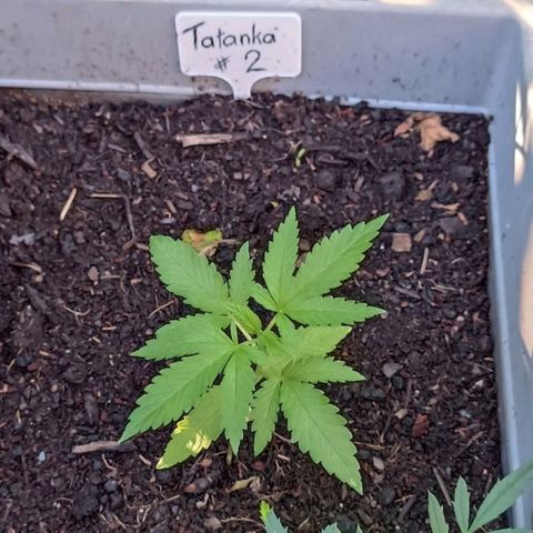 Tatanka Pure CBD #2 growlog timeline photo