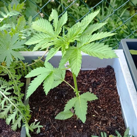 Critical #1 growlog timeline photo