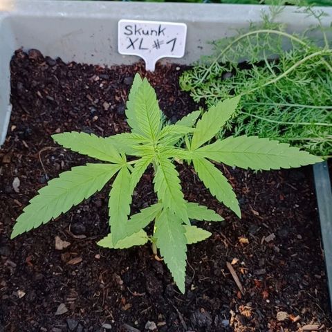 Skunk XL #1 growlog timeline photo