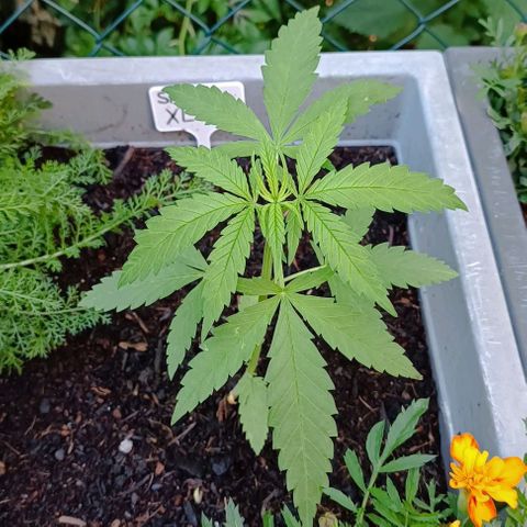 Skunk XL #2 growlog timeline photo