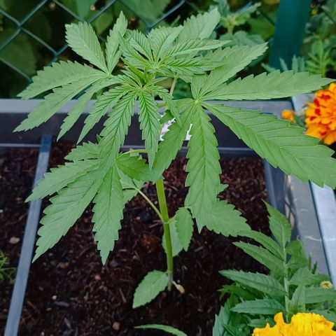 Purple Queen #2 growlog timeline photo