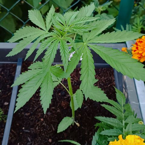 Purple Queen #2 growlog timeline photo