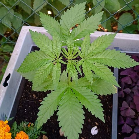 Tatanka Pure CBD #1 growlog timeline photo