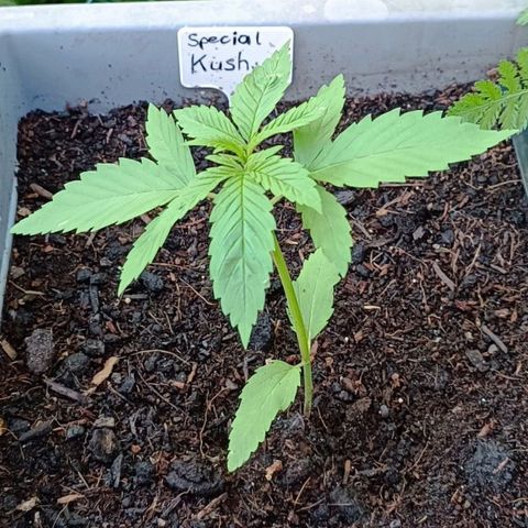 Special Kush #1 growlog timeline photo