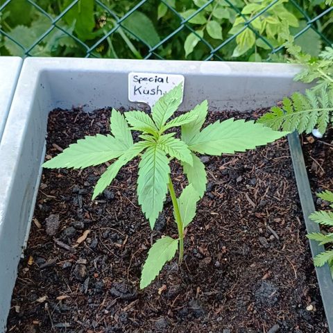 Special Kush #1 growlog timeline photo