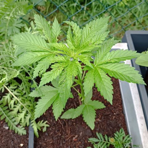 Critical #1 growlog timeline photo