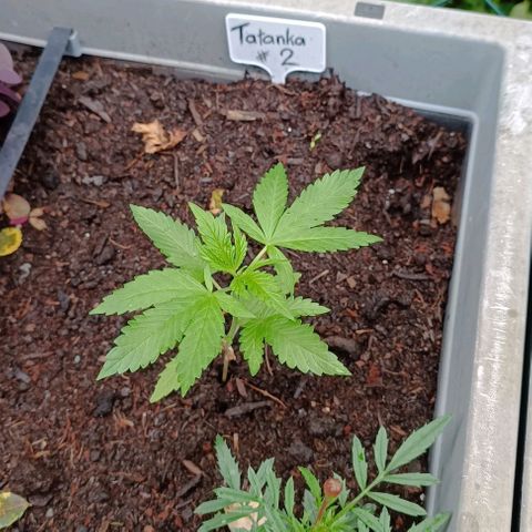 Tatanka Pure CBD #2 growlog timeline photo