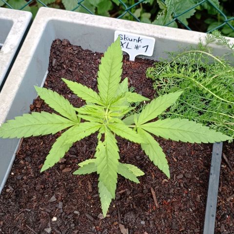 Skunk XL #1 growlog timeline photo