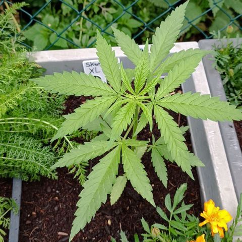Skunk XL #2 growlog timeline photo