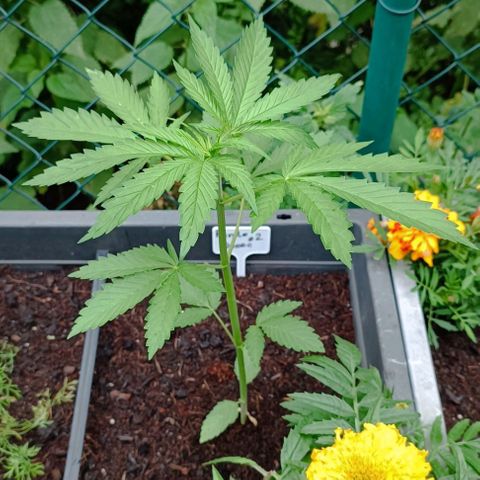 Purple Queen #2 growlog timeline photo