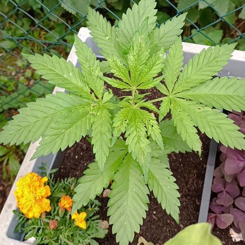 Tatanka Pure CBD #1 growlog timeline photo