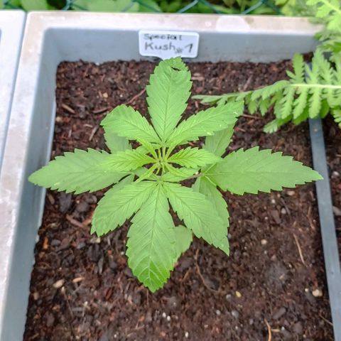 Special Kush #1 growlog timeline photo