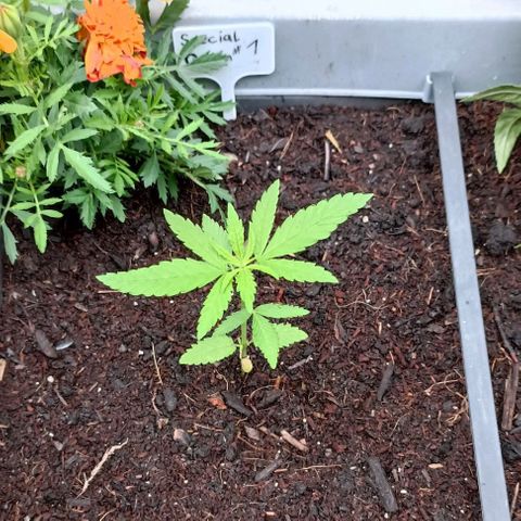Special Queen #1 growlog timeline photo