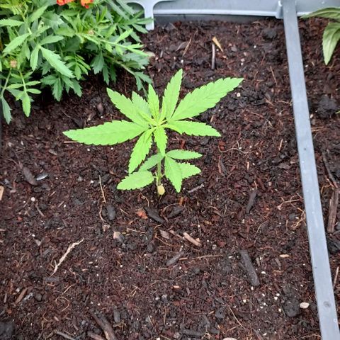 Special Queen #1 growlog timeline photo