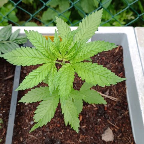 Special Queen #2 growlog timeline photo