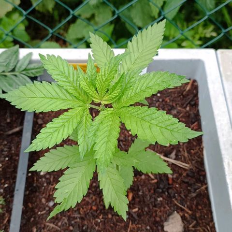 Special Queen #2 growlog timeline photo