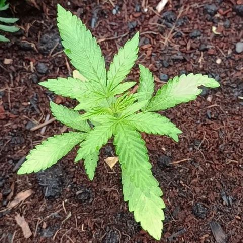 RQS Purple Queen growlog timeline photo