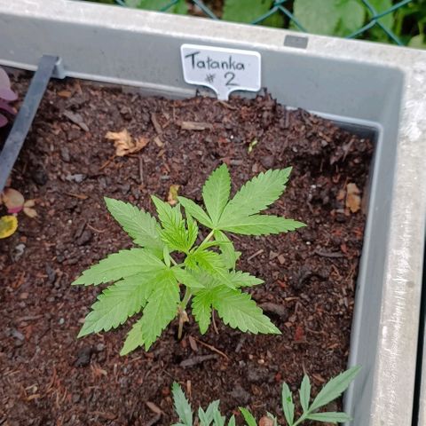 Tatanka Pure CBD #2 growlog timeline photo