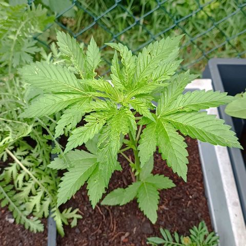 Critical #1 growlog timeline photo