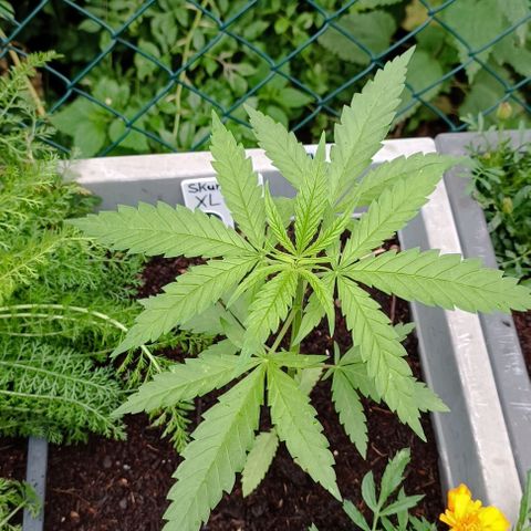 Skunk XL #2 growlog timeline photo