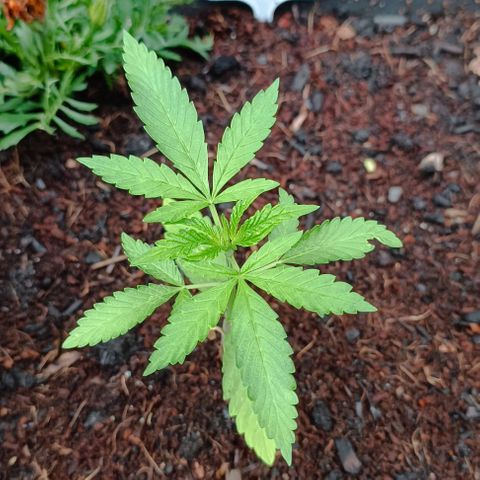 RQS Purple Queen growlog photo: Slowly, but comin