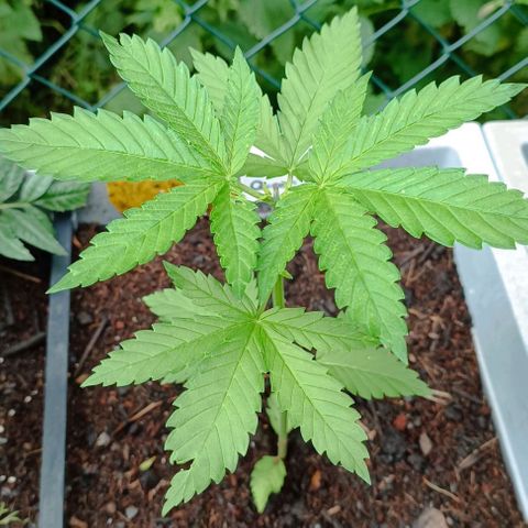 Special Queen #2 growlog timeline photo