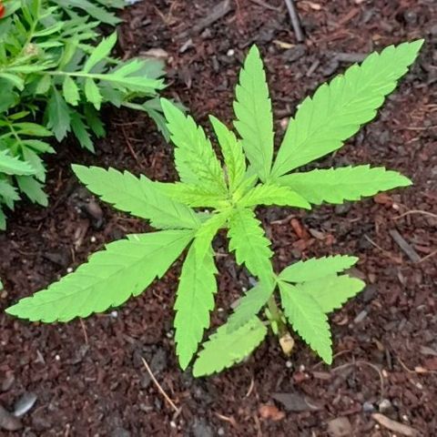 Special Queen #1 growlog timeline photo