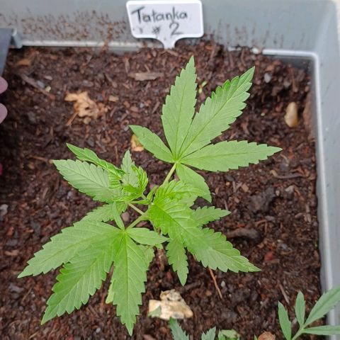 Tatanka Pure CBD #2 growlog timeline photo