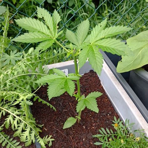 Critical #1 growlog timeline photo