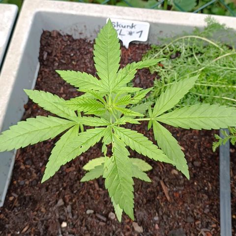 Skunk XL #1 growlog timeline photo