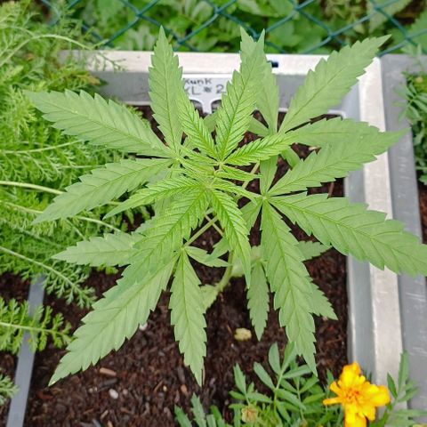 Skunk XL #2 growlog timeline photo