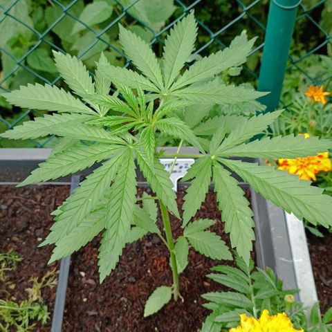 Purple Queen #2 growlog timeline photo