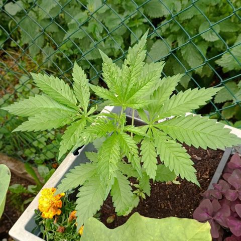 Tatanka Pure CBD #1 growlog timeline photo
