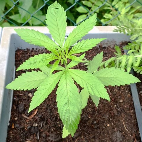 Special Kush #1 growlog timeline photo