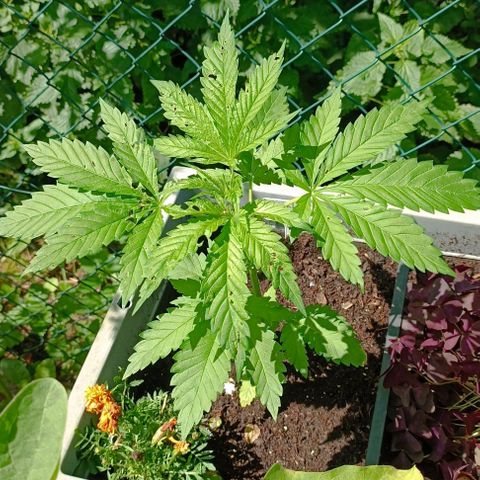 Tatanka Pure CBD #1 growlog timeline photo