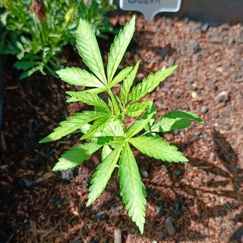 RQS Purple Queen growlog timeline photo