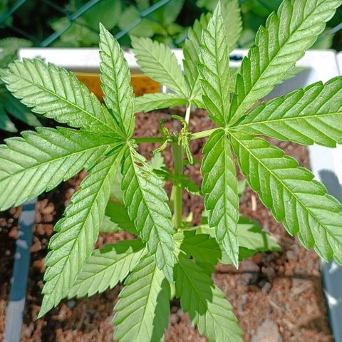 Special Queen #2 growlog timeline photo