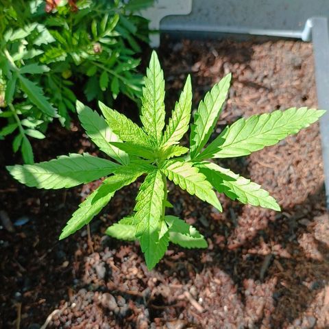 Special Queen #1 growlog timeline photo