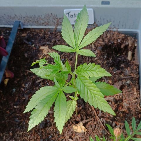 Tatanka Pure CBD #2 growlog timeline photo