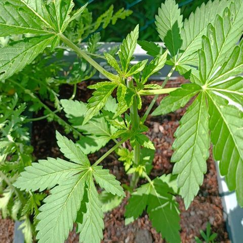 Critical #1 growlog timeline photo
