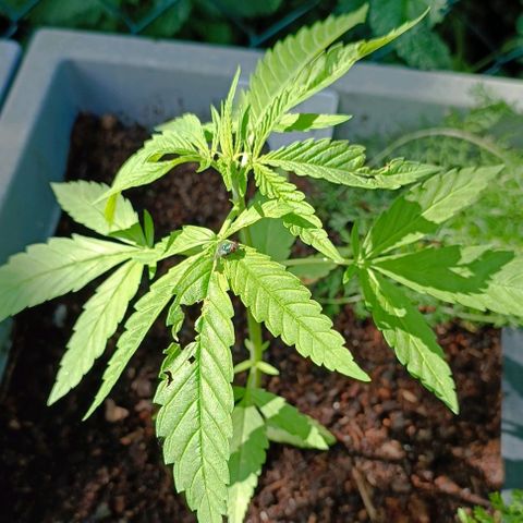 Skunk XL #1 growlog timeline photo