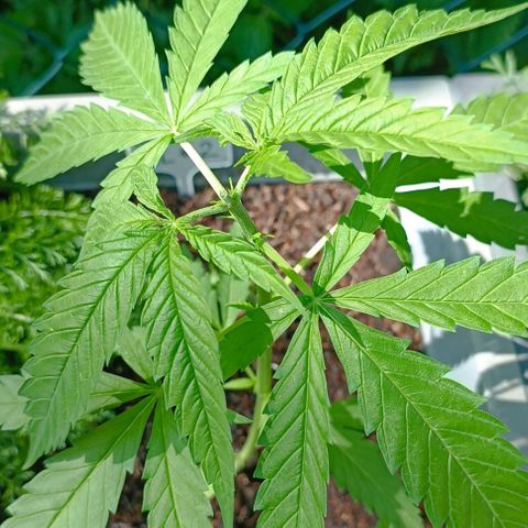 Skunk XL #2 growlog timeline photo