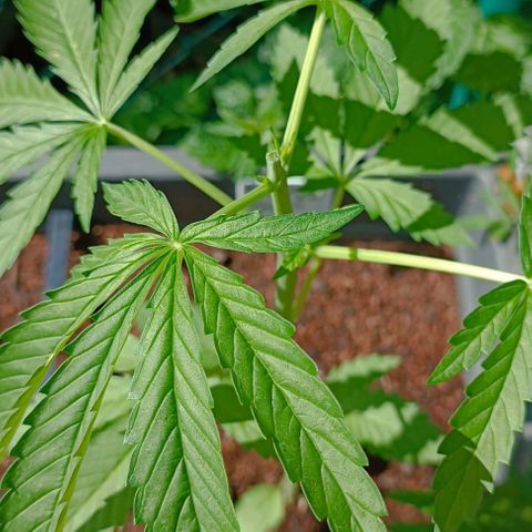 Purple Queen #2 growlog timeline photo