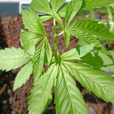 Special Kush #1 growlog timeline photo