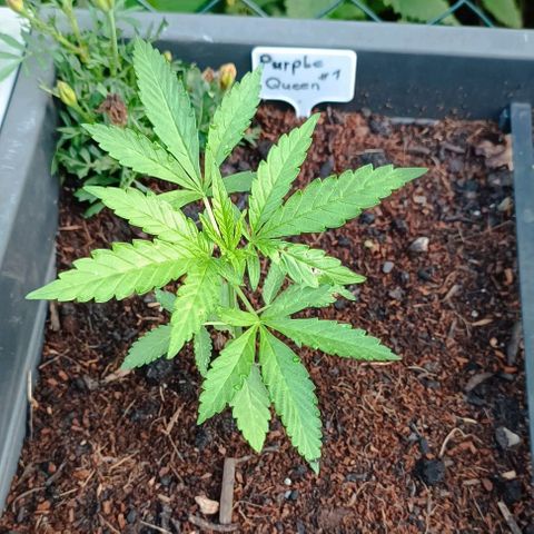 RQS Purple Queen growlog timeline photo