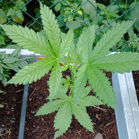 Special Queen #2 growlog timeline photo
