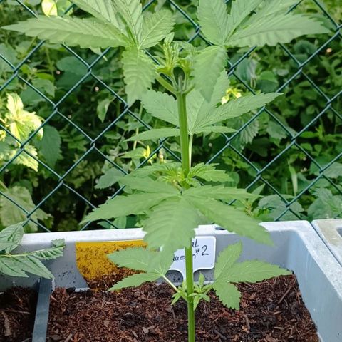 Special Queen #2 growlog timeline photo