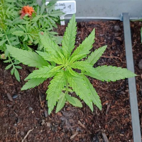 Special Queen #1 growlog timeline photo